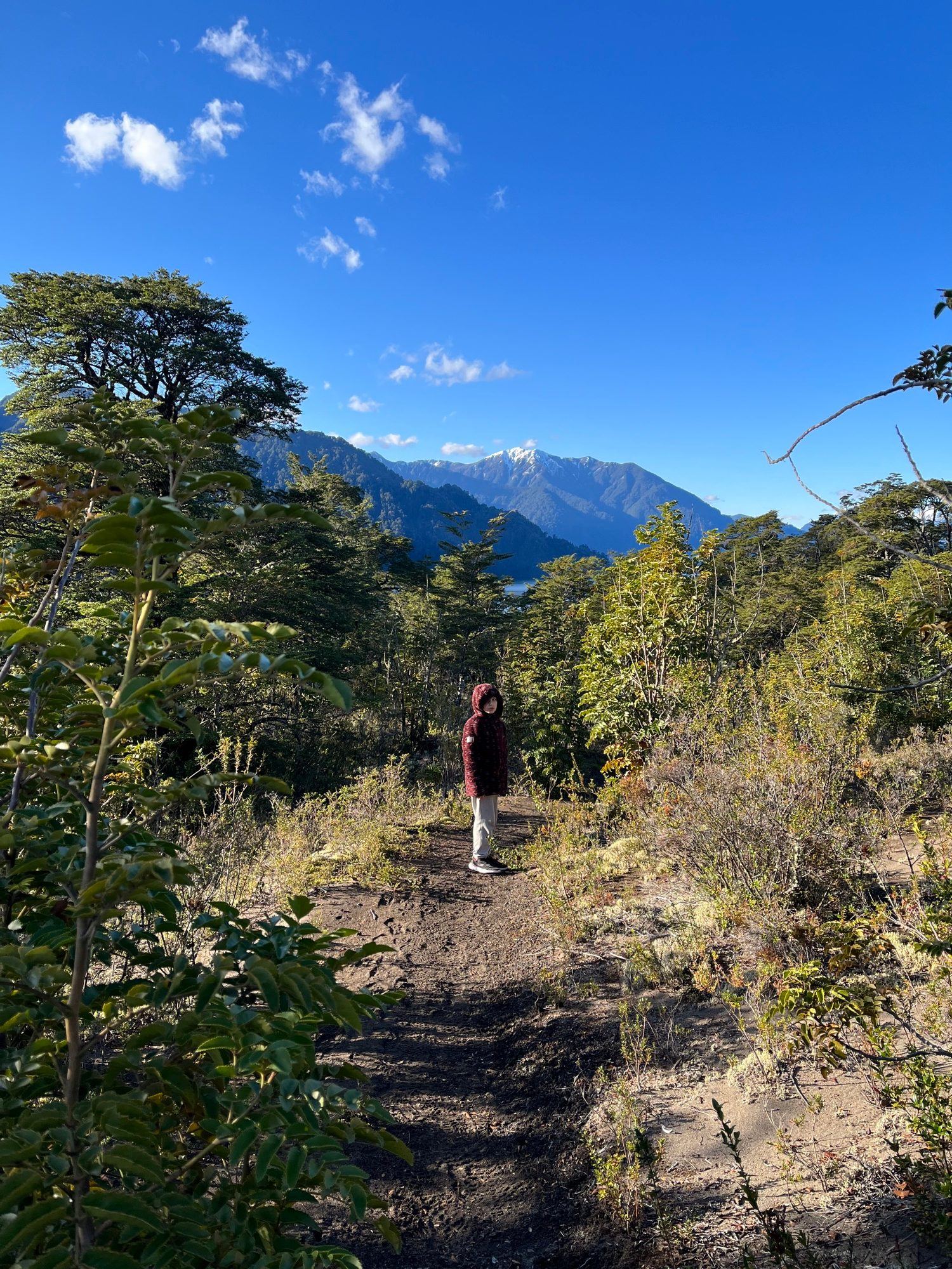 A hiker on a trail through native forest, with Lake Todos los Santos and hills behind